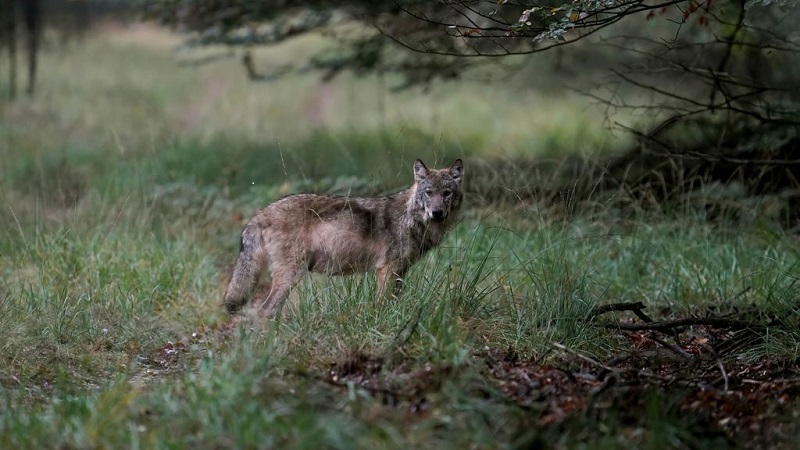 Wolf foto ANP